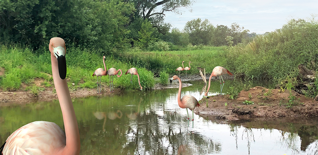 ar app flamingo safari schwalmstadt