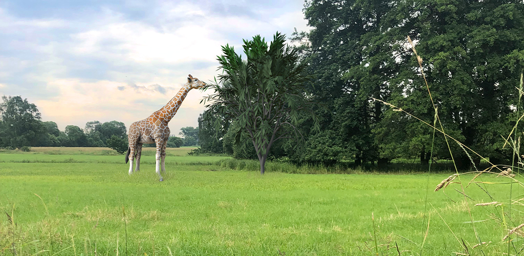 ar app giraffe safari schwalmstadt