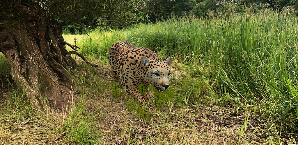 ar app leopard safari schwalmstadt
