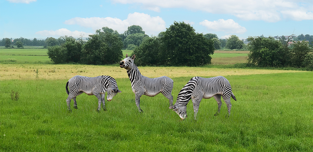 ar app zebra safari schwalmstadt